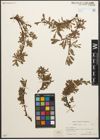 Foto von Salix retusa L.